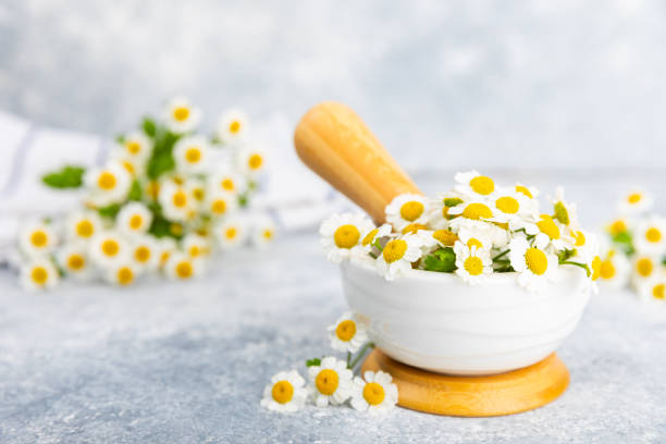 Chamomile flowers in mortar on a textured wooden table. Healing herbs. Alternative medicine. Healing. Homeopathy.Natural herbal organic cosmetics concept.Natural tea.Place for text. Copy space. flores de manzanilla en mortero sobre una mesa de madera texturizada. hierbas curativas. medicina natural. curación. homeopatía.concepto de cosmética orgánica a base de hierbas naturales. té natural. lugar para el texto. espacio de copia.