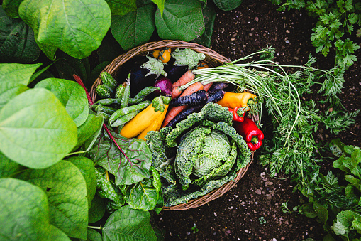 Summer harvest - fresh organic vegetables fruits background. Organic garden vegetables, berries, fruit on a light background, top view