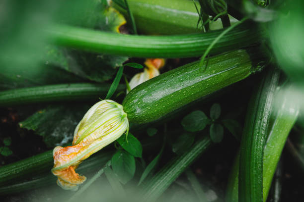 growing zucchini in the backyard garden - planting growth plant gourd imagens e fotografias de stock