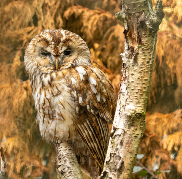 istock Barn Owl, tawny & european eagle owl 1644585569