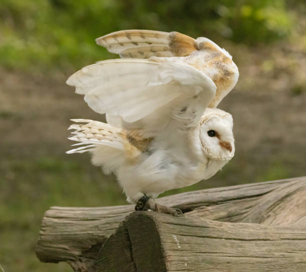 istock Barn Owl, tawny & european eagle owl 1644587922