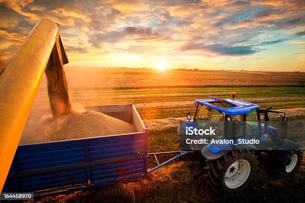 Урожай — стоковые фотографии и другие картинки Сельское хозяйство - Сельское хозяйство, Трактор, Собирать урожай
