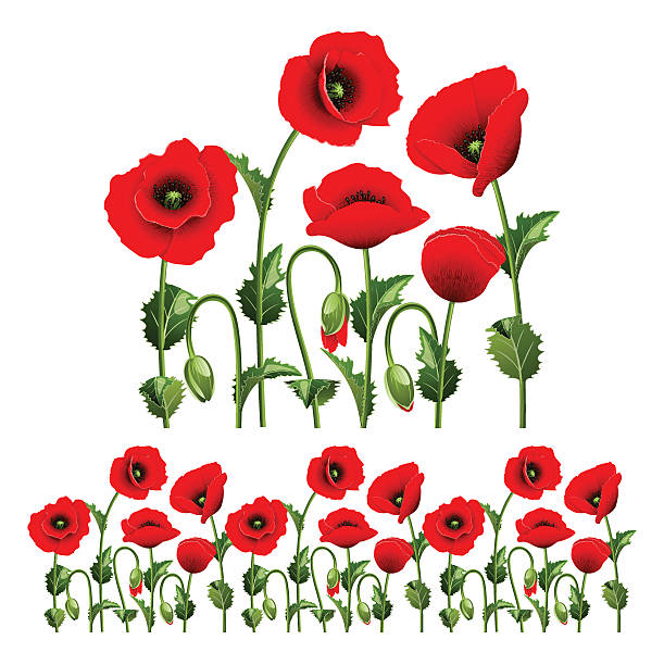 ilustrações, clipart, desenhos animados e ícones de fronteira de poppies. - poppy single flower red white background