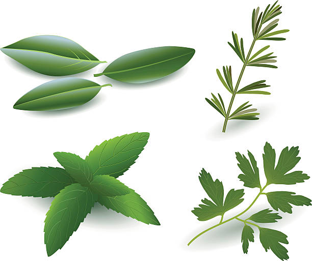 ilustrações de stock, clip art, desenhos animados e ícones de plantas aromáticas (laurel, alecrim, hortelã, salsa) - cilantro parsley spice white background