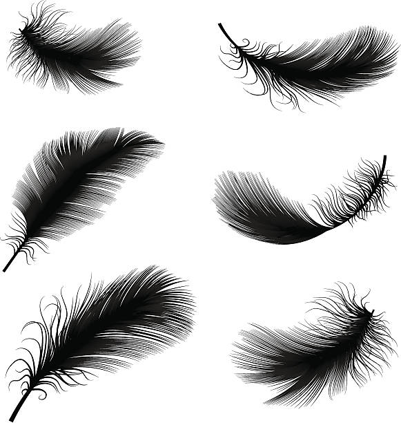 Black and white feather pens vector illustration vector art illustration