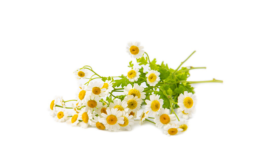 Bouquet of white chamomile isolated on white background. Field chamomile. Spring or summer bloom. Bouquet of fragrant flowers. Botany. Holiday concept.