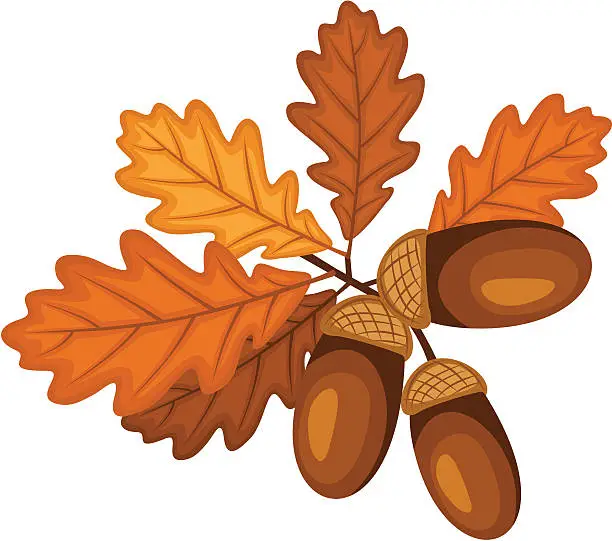 Vector illustration of Oak branch with leaves and acorns. Vector illustration.