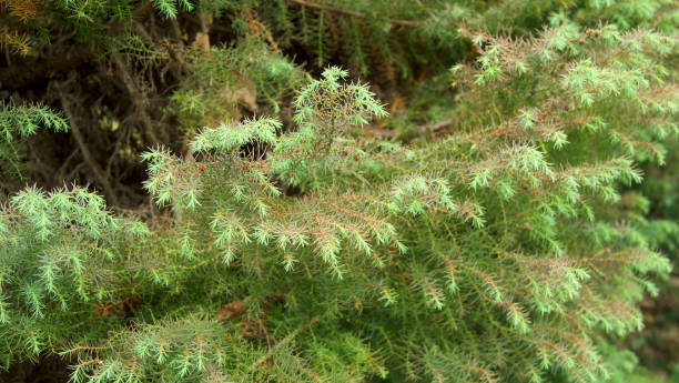 istock Conifer leaves with greenish flashes 1644602468