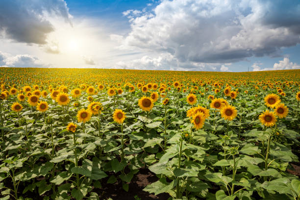 istock Sunflower fields And blue Sky clouds Background.Sunflower fields landscapes on a bright sunny day with patterns formed in natural background. 1644609832
