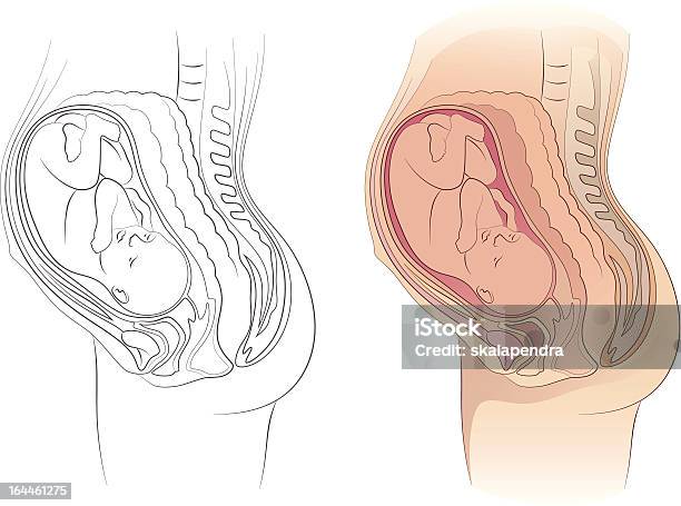 Vetores de A Gravidez e mais imagens de Abdome - Abdome, Anatomia, Antecipação