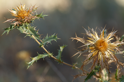 Dry Carlina vulgaris plant at the end of summer in the Sierra de Mariola, Bocairent, Spain