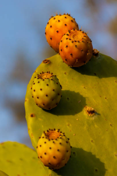frische gelbe kaktusfeigenfrucht - prickly pear fruit cactus prickly pear cactus yellow stock-fotos und bilder