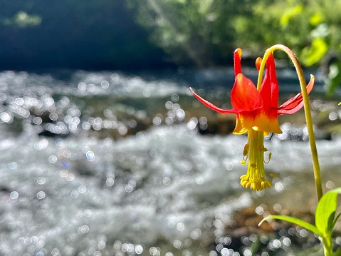 photographing the flora of the pacific northwest - u.s.a.