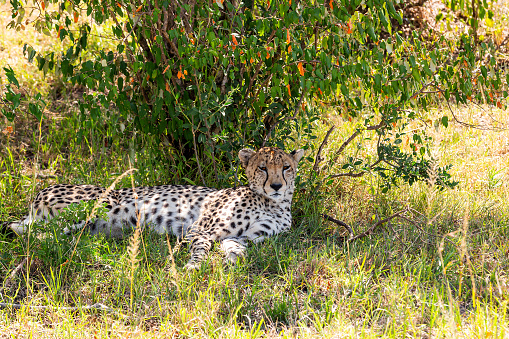 Sleepy African Cheetah resting in wildlife