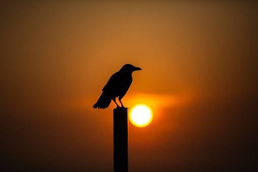 Bird on tree branch silhouette with full moon at night.