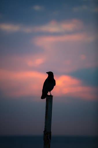 Silhouette of a crow at sunset with orange sky.