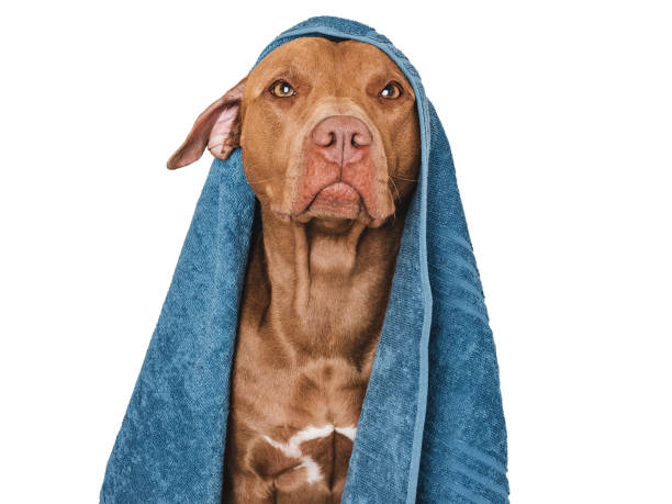 istock Cute brown dog and blue towel. Close-up 1644636379
