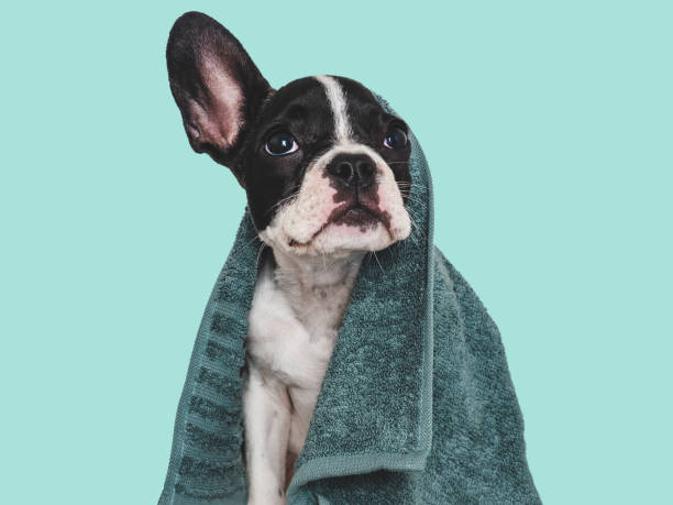 istock Cute brown puppy and blue towel. Close-up 1644640825