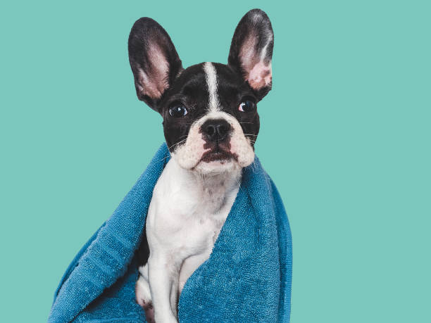 istock Cute brown puppy and blue towel. Close-up 1644640849
