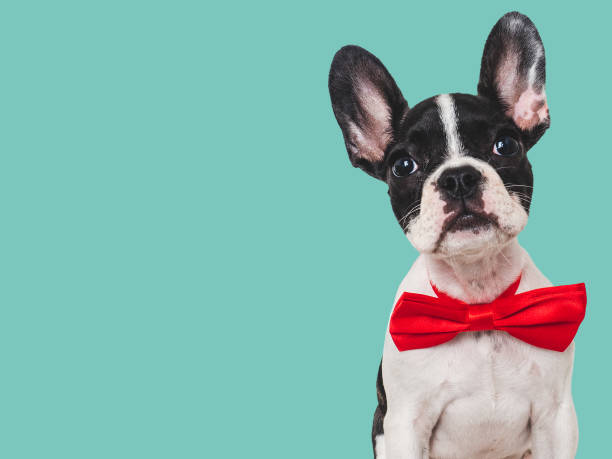 istock Cute puppy and bright bow tie. Close-up, indoors 1644641406