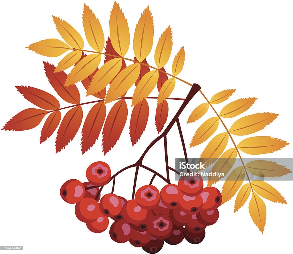 Rowan branch with rowanberries and leaves. Vector illustration. Vector illustration of autumn rowan branch with rowanberries and leaves isolated on a white background. Autumn stock vector