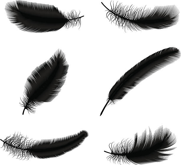 set of feathers vector art illustration