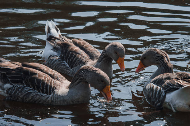 istock Wild geese flock eating in the river 1644650109