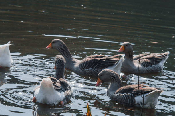 istock Wild geese flock eating in the river 1644650618