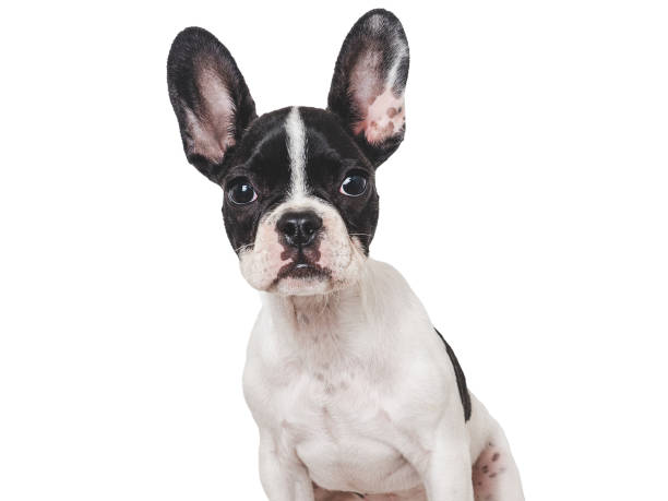 istock Cute puppy sitting on the table. Studio shot 1644652902