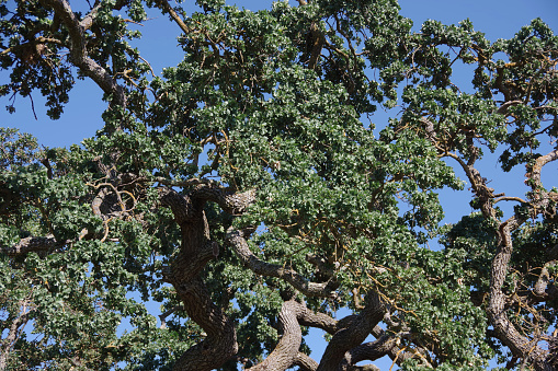 Close-up detail of a California Oak Tree under Blue Sky