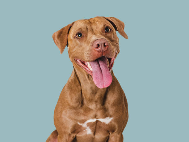 istock Cute brown dog that smiles. Isolated background 1644653129