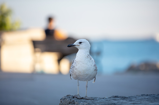 Seagull is standing on the rock with sea view background.