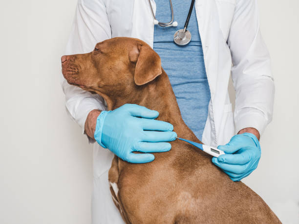 istock Cute dog, veterinarian and electronic thermometer. Close-up 1644653318