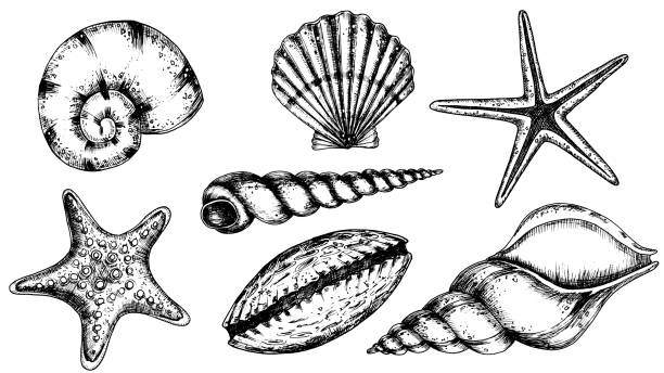 ilustrações de stock, clip art, desenhos animados e ícones de vector seashells set. hand drawn illustration of sea shells on isolated background. drawing of scallop and starfish on outline style. sketch of cockleshell painted by black ink. underwater line art - etching starfish engraving engraved image