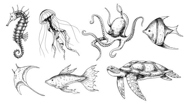 Undersea Animals set. Vector hand drawn illustration of seahorse and jellyfish on isolated background in outline style. Drawing of sea turtle and octopus. Engraving of underwater fish. Black inks Undersea Animals set. Vector hand drawn illustration of seahorse and jellyfish on isolated background in outline style. Drawing of sea turtle and octopus. Engraving of underwater fish. Black inks. water animal octopus sea stock illustrations