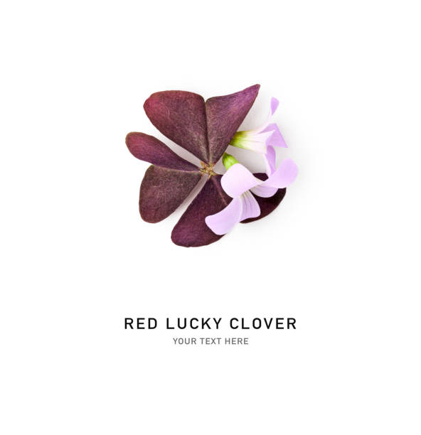 Red lucky clover creative composition. Oxalis triangularis isolated on white Red lucky clover composition and creative layout. Oxalis triangularis leaf and flowers isolated on white background. Top view, flat lay. Design element oxalis triangularis stock pictures, royalty-free photos & images