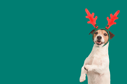 French bulldog in Costume Reindeer Antlers with Christmas tree at background