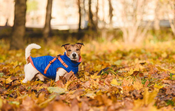 istock Dog in warm jacket walking in Fall park on bright day 1644653692