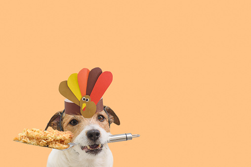 Jack Russell Terrier dog in paper crown of Thanksgiving turkey