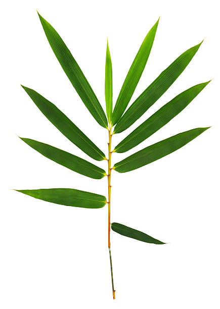 Bamboo leaves isolated on white with clipping path.