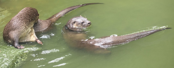 A high angle shot of two otters swimming side-by-side in a picturesque green lake