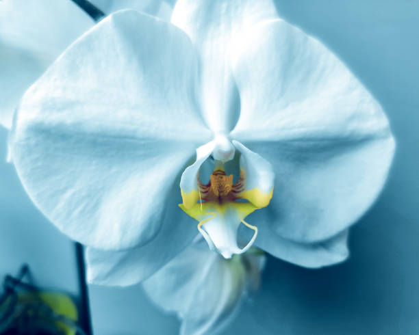 istock Close-up of white orchid flower 1644657632