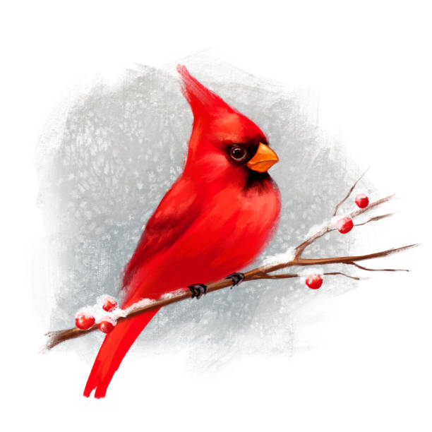 istock Winter illustration with cardinal bird on branch. Holiday card design, New year, Christmas invitations 1644659236