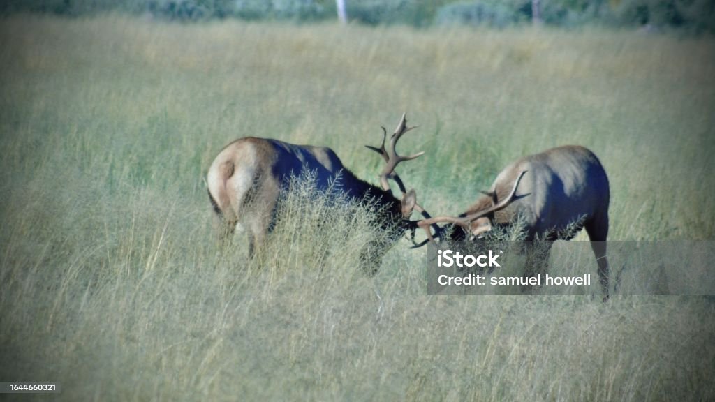 two adult male tule elk bucks (cervus canadensis nannode) spar off by clashing their antlers together. photographing the animals of the high sierra nevada mountain range in northern california. Agricultural Field Stock Photo