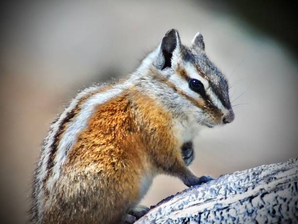 one orange white and black-striped uinta chipmunk or hidden forest chipmunk (neotamias umbrinus).