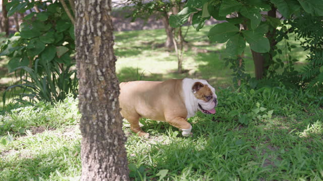 Medium shot of English bulldog exploring the wilderness in the park