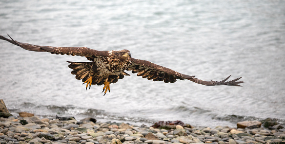 Young american bald eagle [haliaeetus leucocephalus] with outstretched wings in coastal Alaska United States