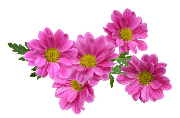 istock Pink chrysanthemum flowers 1644663288