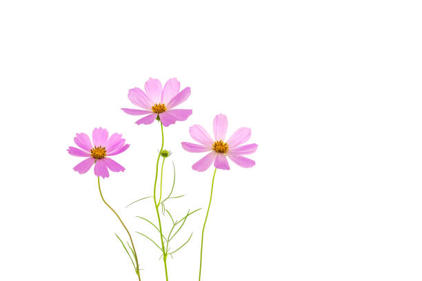 Pink Cosmos Flowers In The Garden