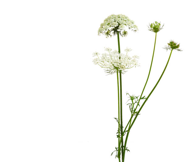 Wildflower hemlock Wildflower hemlock blooming isolate white cicuta virosa stock pictures, royalty-free photos & images